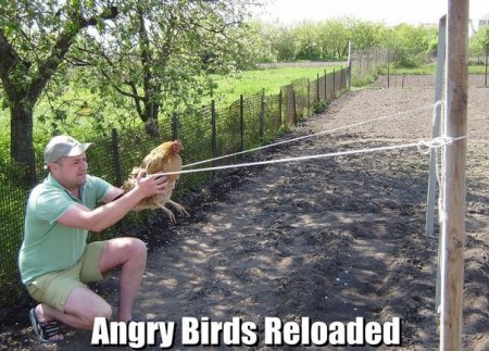 angry birds в реале